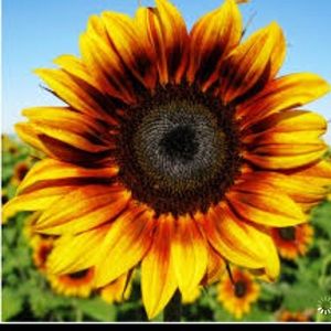 Meet your Posher, Roxane